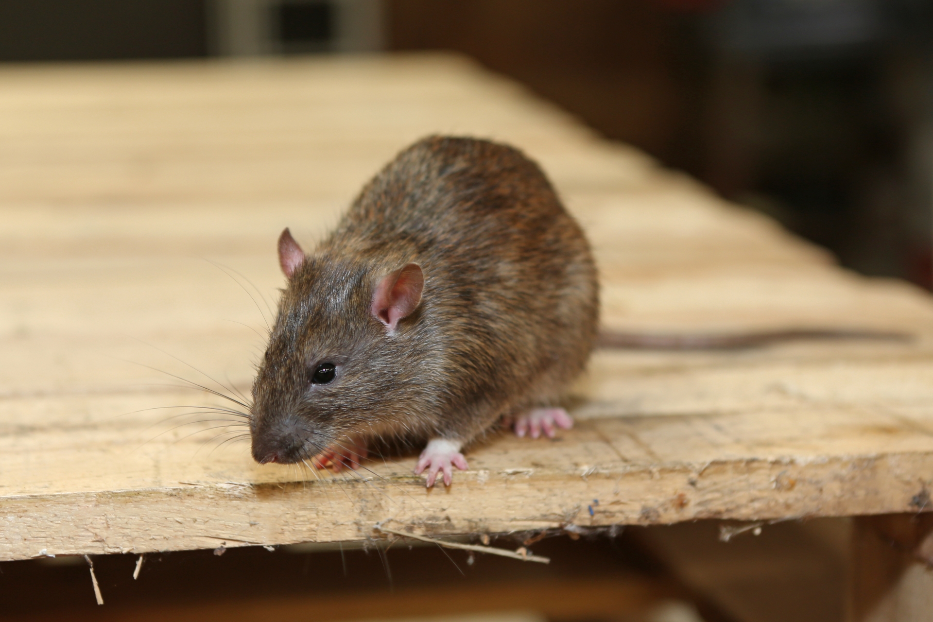 Rat Infestation, Pest Control in Banstead, Woodmansterne, SM7. Call Now 020 8166 9746
