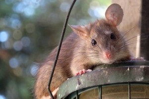 Rat Control, Pest Control in Banstead, Woodmansterne, SM7. Call Now 020 8166 9746