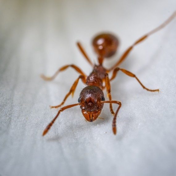 Field Ants, Pest Control in Banstead, Woodmansterne, SM7. Call Now! 020 8166 9746