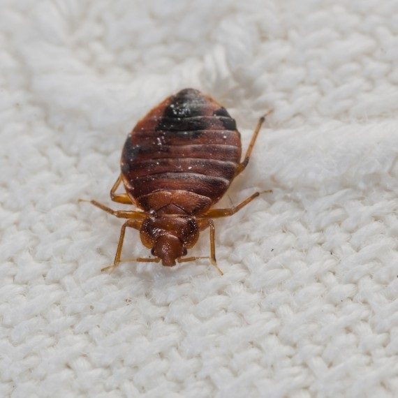 Bed Bugs, Pest Control in Banstead, Woodmansterne, SM7. Call Now! 020 8166 9746