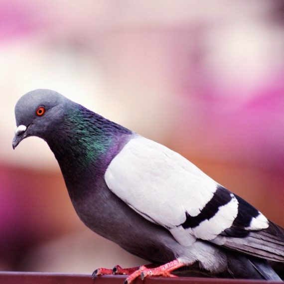 Birds, Pest Control in Banstead, Woodmansterne, SM7. Call Now! 020 8166 9746