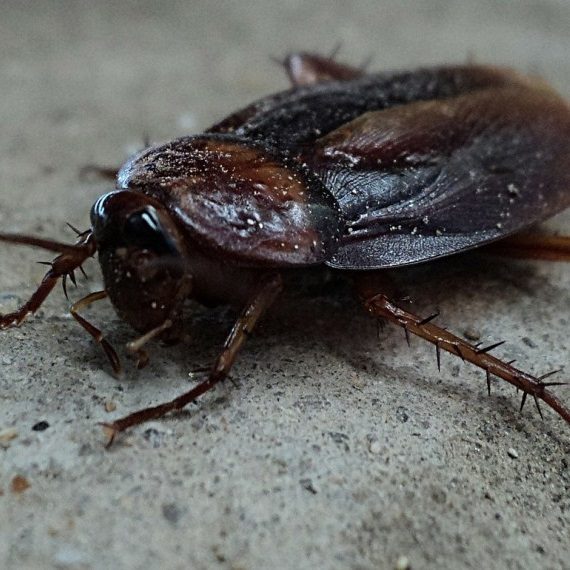 Cockroaches, Pest Control in Banstead, Woodmansterne, SM7. Call Now! 020 8166 9746