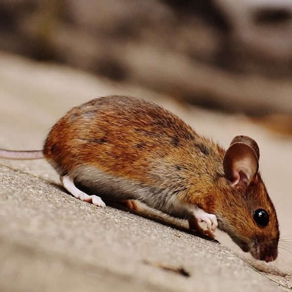Mice, Pest Control in Banstead, Woodmansterne, SM7. Call Now! 020 8166 9746