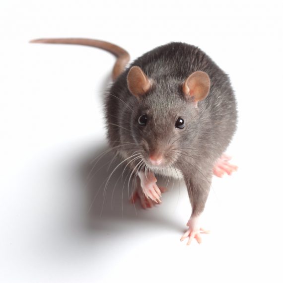 Rats, Pest Control in Banstead, Woodmansterne, SM7. Call Now! 020 8166 9746