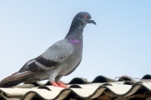 Pigeon Control, Pest Control in Banstead, Woodmansterne, SM7. Call Now 020 8166 9746