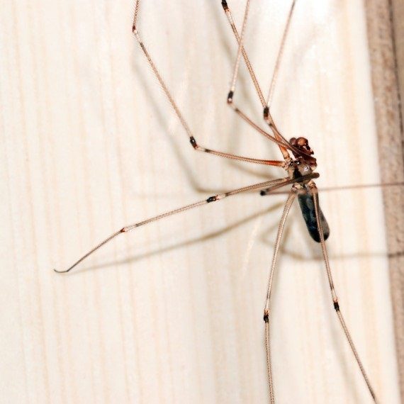 Spiders, Pest Control in Banstead, Woodmansterne, SM7. Call Now! 020 8166 9746