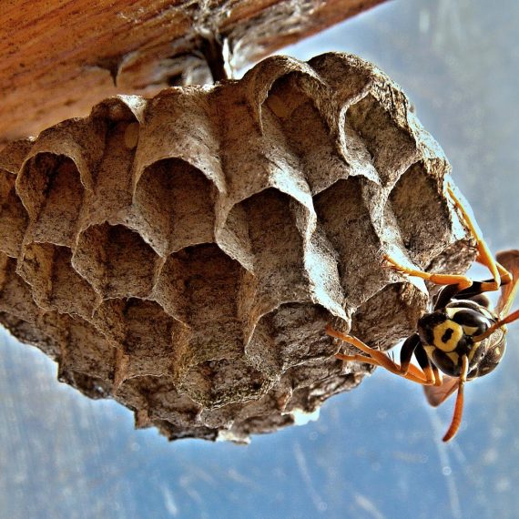 Wasps Nest, Pest Control in Banstead, Woodmansterne, SM7. Call Now! 020 8166 9746